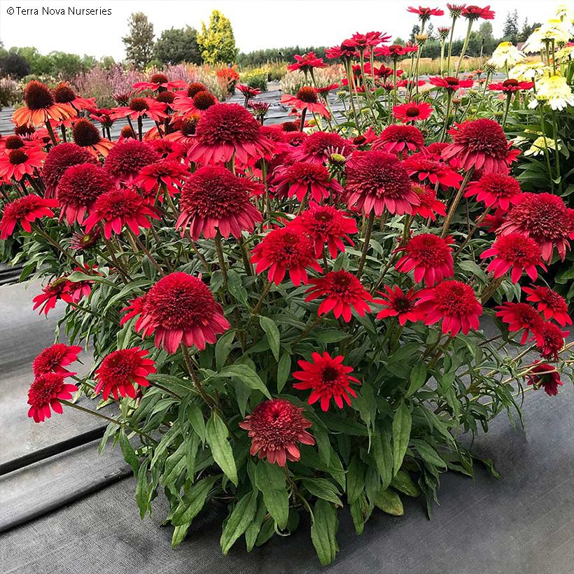 Echinacea Sunny Days Ruby - Scheinsonnenhut (Wuchs)