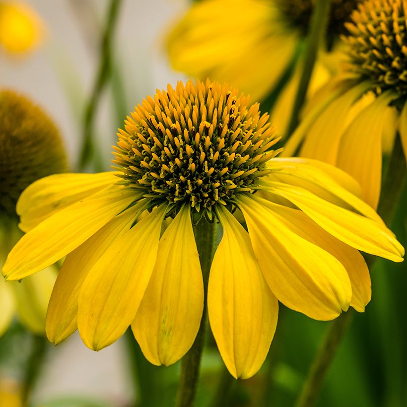 Echinacea Sunny Meadow Mama - Scheinsonnenhut (Blüte)