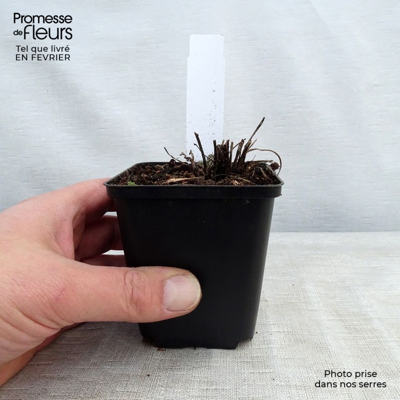 Exemplar von Echinacea Supreme Flamingo - Scheinsonnenhut Kleine Töpfe von 8/9 cm wie im Winter geliefert