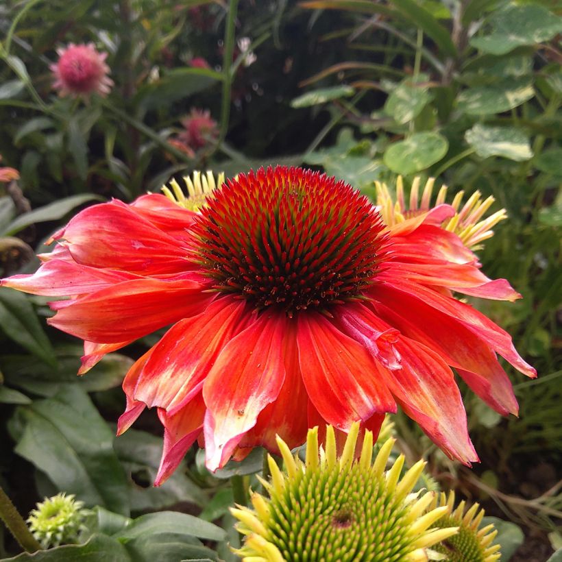Echinacea Supreme Flamingo - Scheinsonnenhut (Blüte)