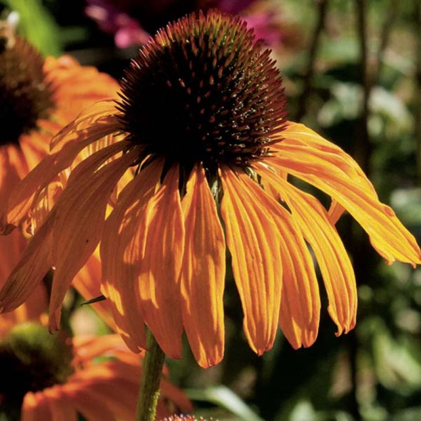 Echinacea purpurea Tangerine Dream - Sonnenhut (Flowering)