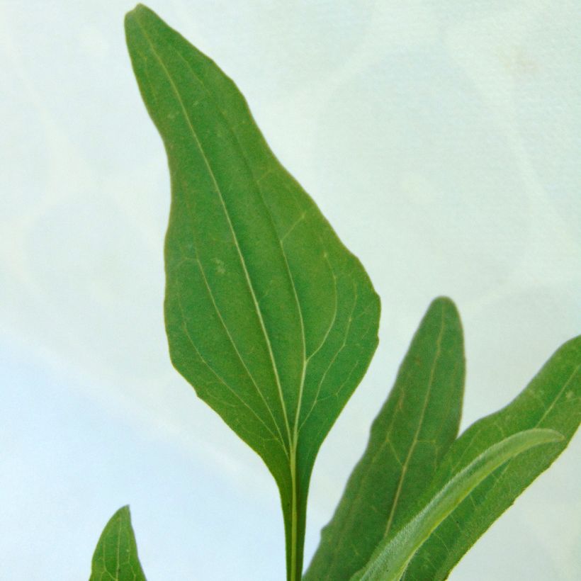 Echinacea purpurea Tangerine Dream - Sonnenhut (Foliage)