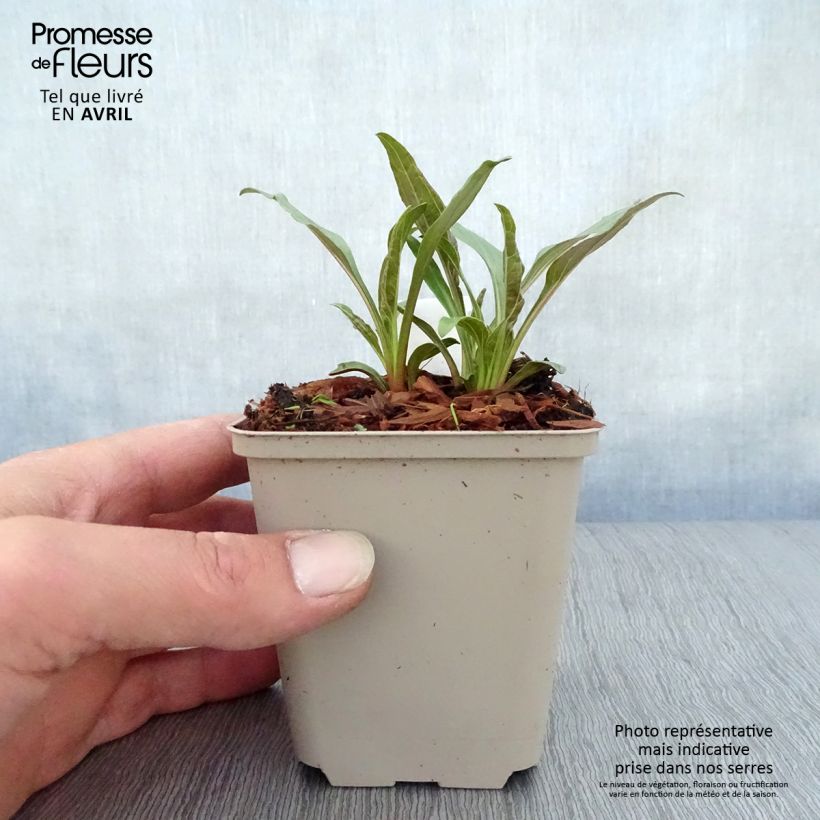 Example of Echinacea purpurea Tangerine Dream - Sonnenhut Kleine Töpfe von 8/9 cm as you get in printemps