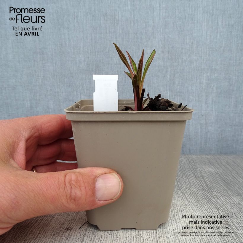 Exemplar von Echinacea Tiki Torch - Scheinsonnenhut Kleine Töpfe von 8/9 cm wie im Frühjahr geliefert