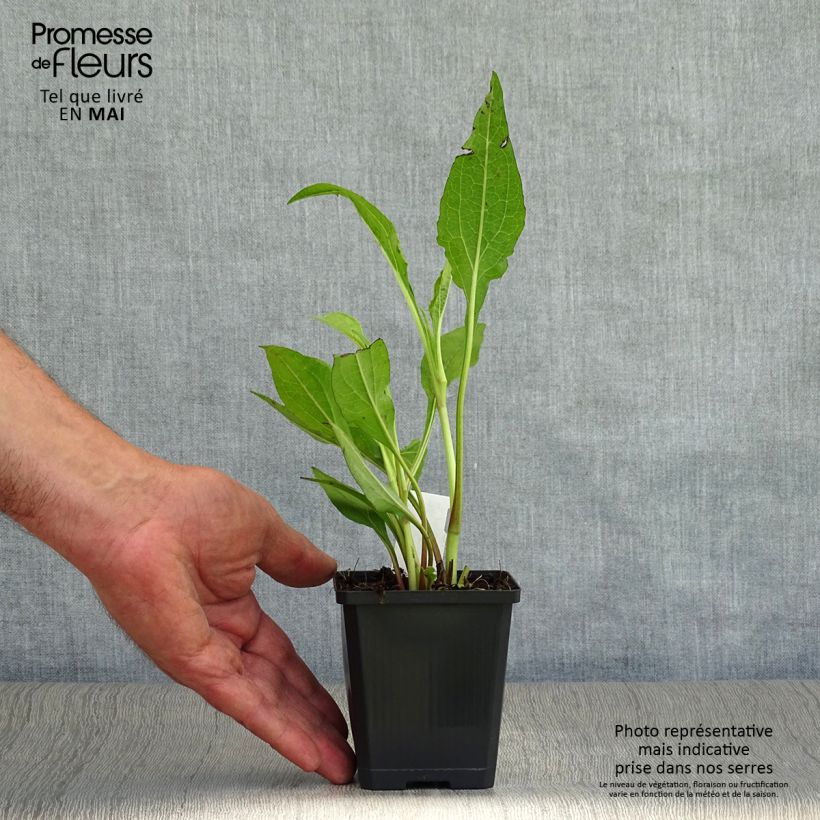 Exemplar von Echinacea purpurea Tomato Soup - Sonnenhut Kleine Töpfe von 8/9 cm wie im Frühjahr geliefert