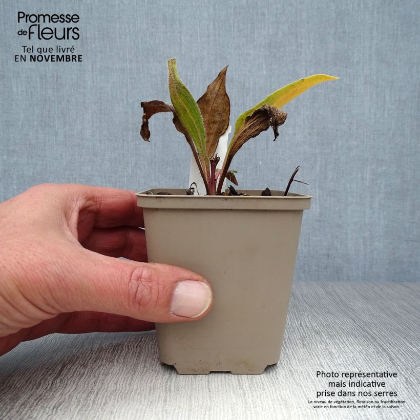 Exemplar von Echinacea angustifolia Godet de 8/9 cm wie im Herbst geliefert