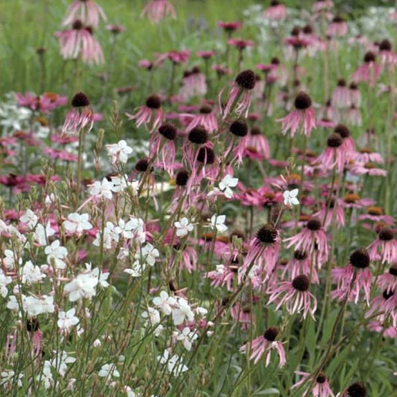 Echinacea pallida - Bleicher Sonnenhut (Plant habit)