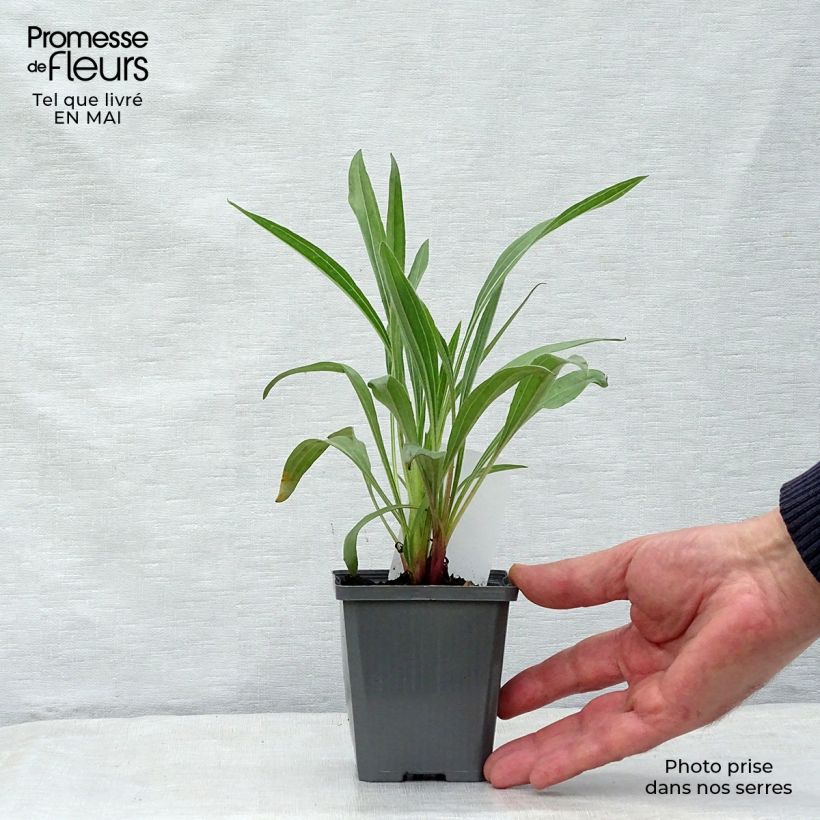 Example of Echinacea pallida - Bleicher Sonnenhut Kleine Töpfe von 8/9 cm as you get in printemps