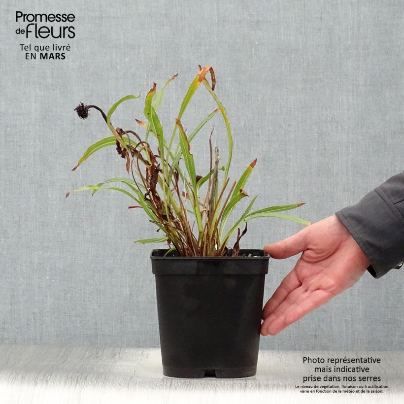 Exemplar von Echinacea paradoxa - Gelber Sonnenhut Topf mit 2L/3L wie im Frühjahr geliefert