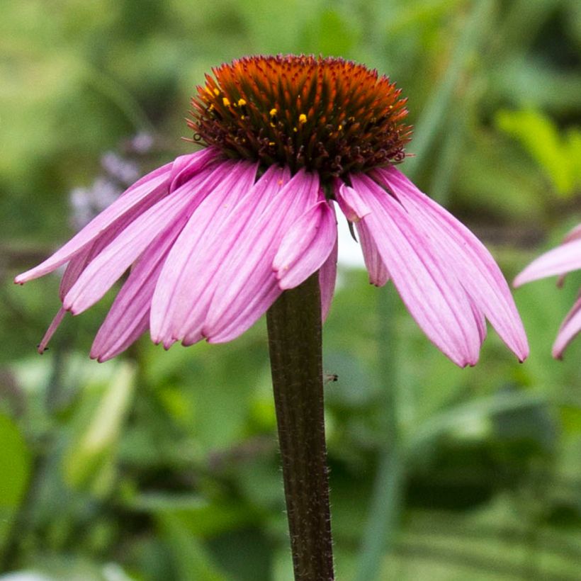 Echinacea purpurea Augustkönigin - Sonnenhut (Blüte)
