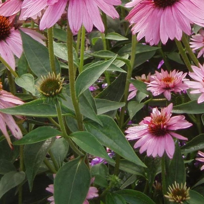 Echinacea purpurea Double Decker - Sonnenhut (Foliage)