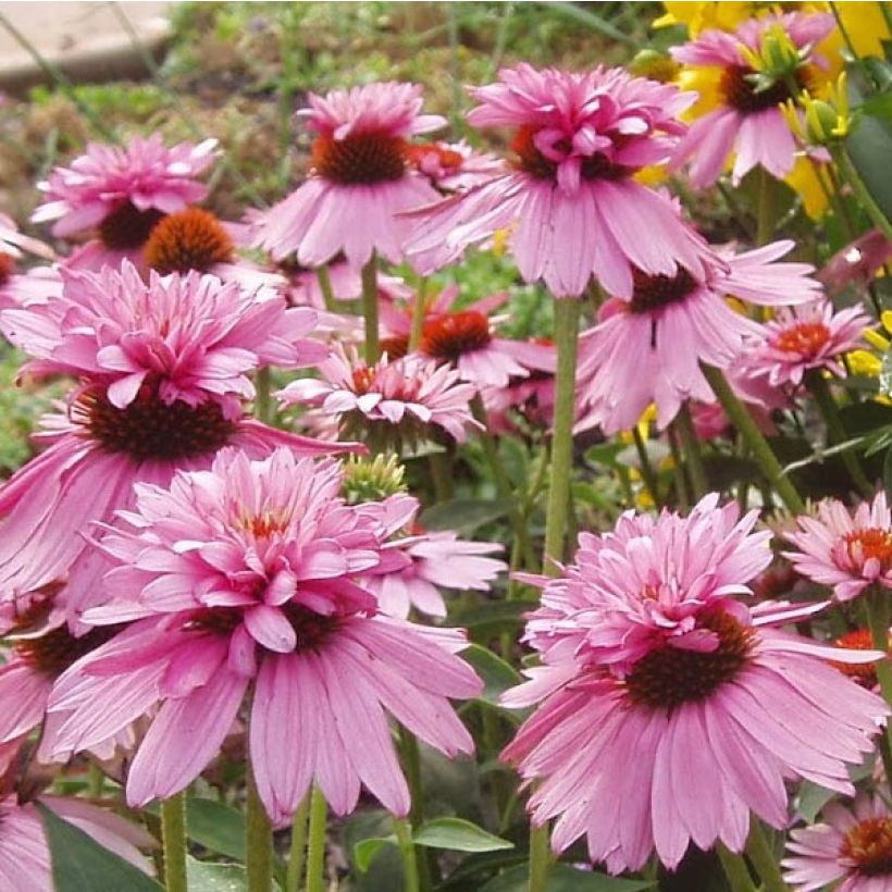 Echinacea purpurea Double Decker - Sonnenhut (Flowering)