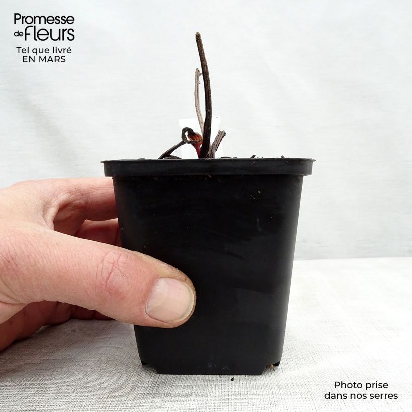 Example of Echinacea purpurea Double Decker - Sonnenhut Kleine Töpfe von 8/9 cm as you get in printemps