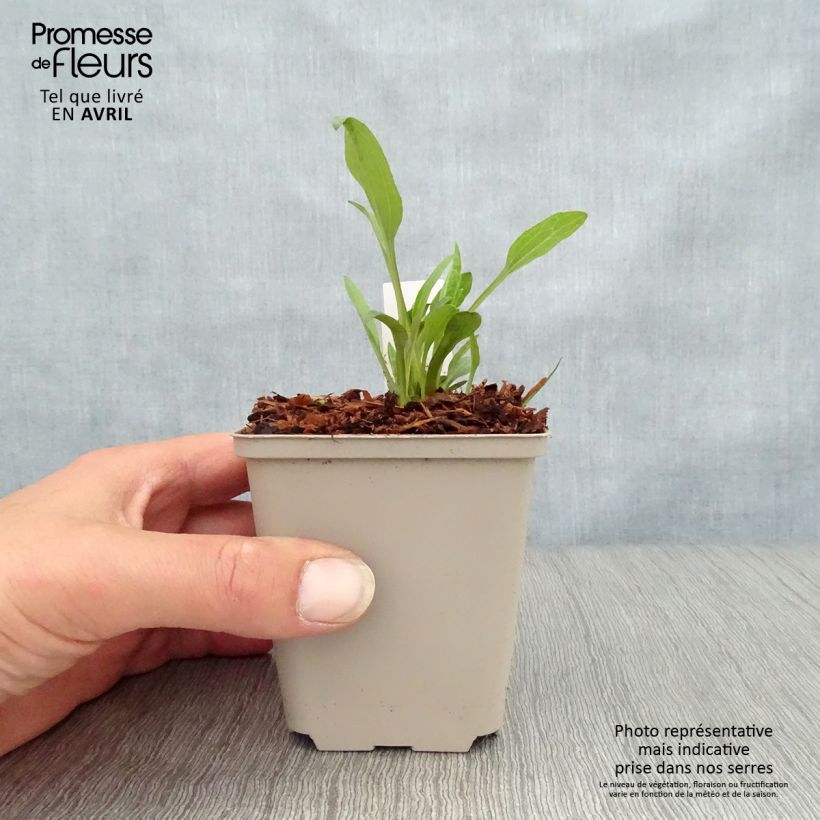 Example of Echinacea purpurea Irresistible - Sonnenhut Kleine Töpfe von 8/9 cm as you get in printemps