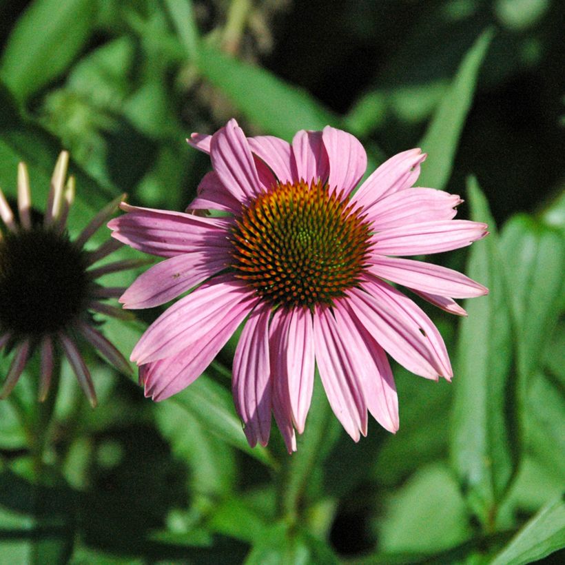 Echinacea purpurea Leuchtstern - Sonnenhut (Flowering)