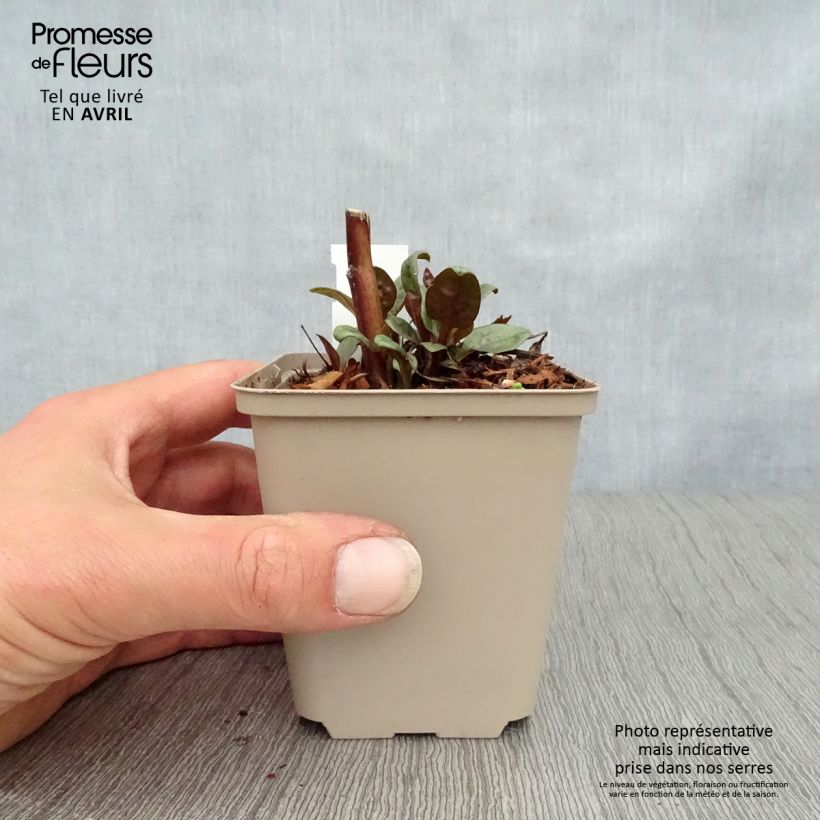 Exemplar von Echinacea purpurea Little Magnus - Sonnenhut Kleine Töpfe von 8/9 cm wie im Frühjahr geliefert