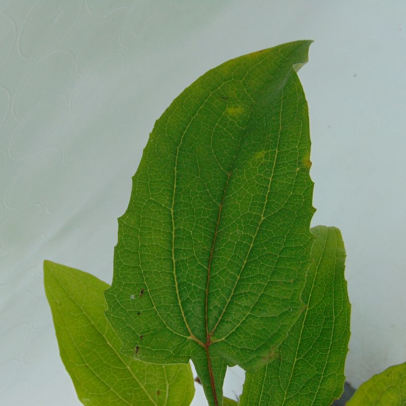 Echinacea purpurea Magnus - Sonnenhut (Foliage)
