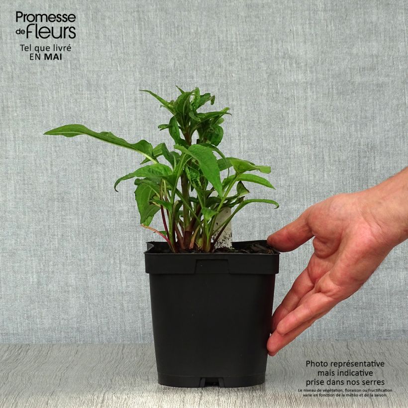 Example of Echinacea purpurea Magnus - Sonnenhut Topf mit 2L/3L as you get in printemps