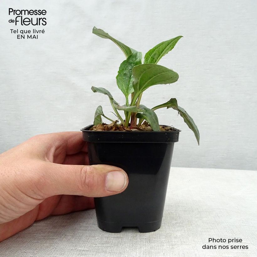 Example of Echinacea purpurea Magnus - Sonnenhut Kleine Töpfe von 8/9 cm as you get in printemps