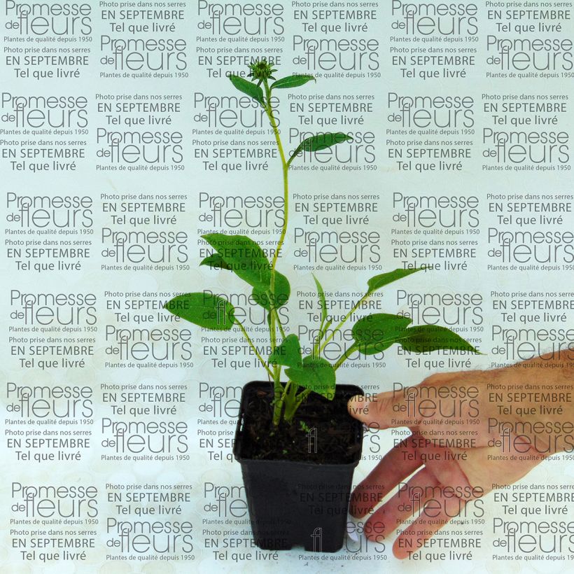 Beispiel eines Exemplars von Echinacea purpurea Mozarella - Sonnenhut Kleine Töpfe von 8/9 cm wie geliefert