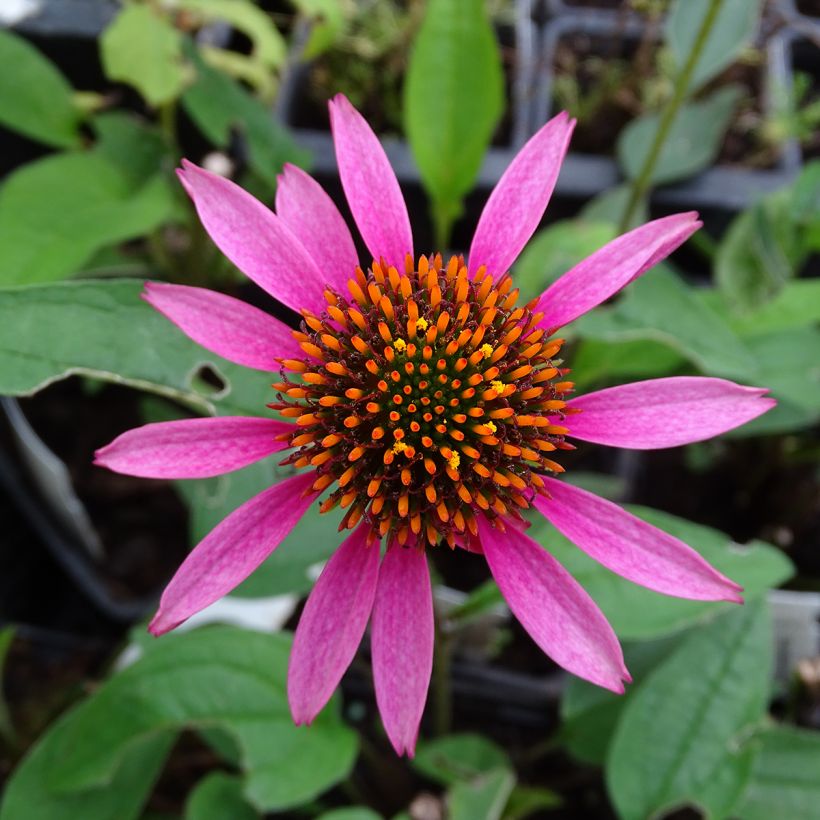 Echinacea purpurea Pica Bella - Sonnenhut (Flowering)