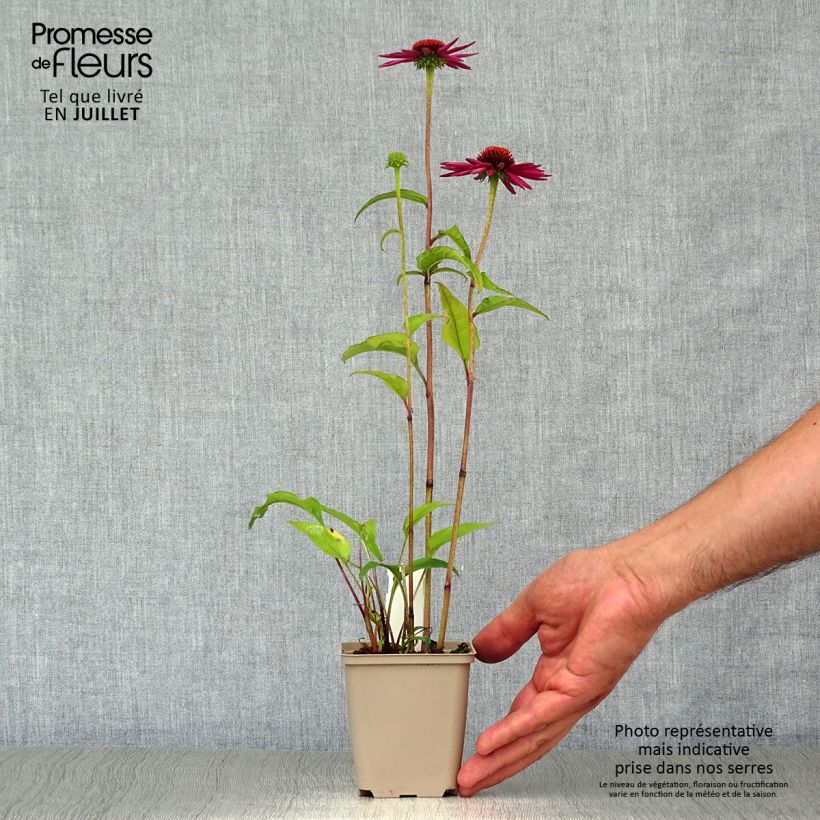 Exemplar von Echinacea purpurea Pica Bella - Sonnenhut Kleine Töpfe von 8/9 cm wie im Sommer geliefert