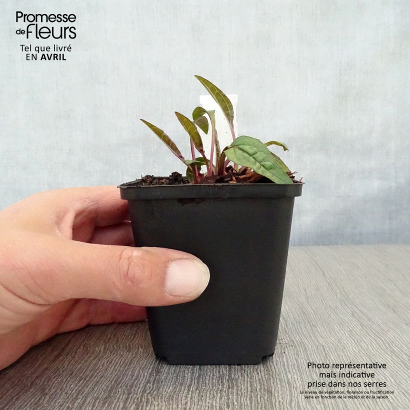 Example of Echinacea purpurea Pica Bella - Sonnenhut Kleine Töpfe von 8/9 cm as you get in printemps