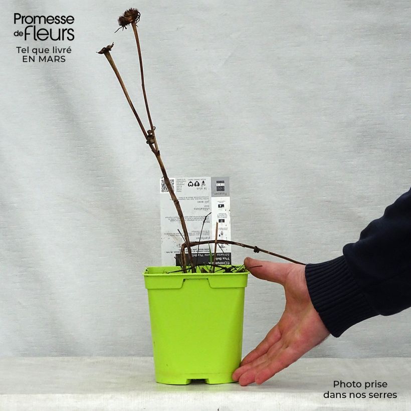 Example of Echinacea purpurea Pica Bella - Sonnenhut Topf mit 2L/3L as you get in printemps