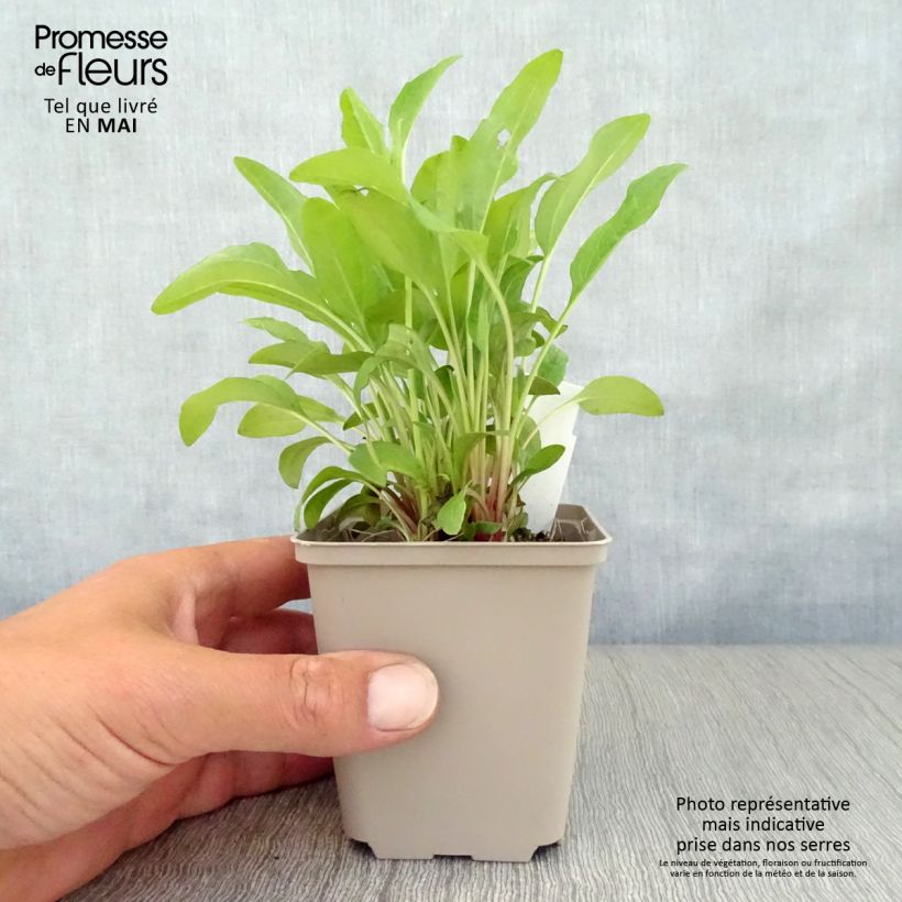 Example of Echinacea purpurea Pink Double Delight - Sonnenhut Kleine Töpfe von 8/9 cm as you get in printemps