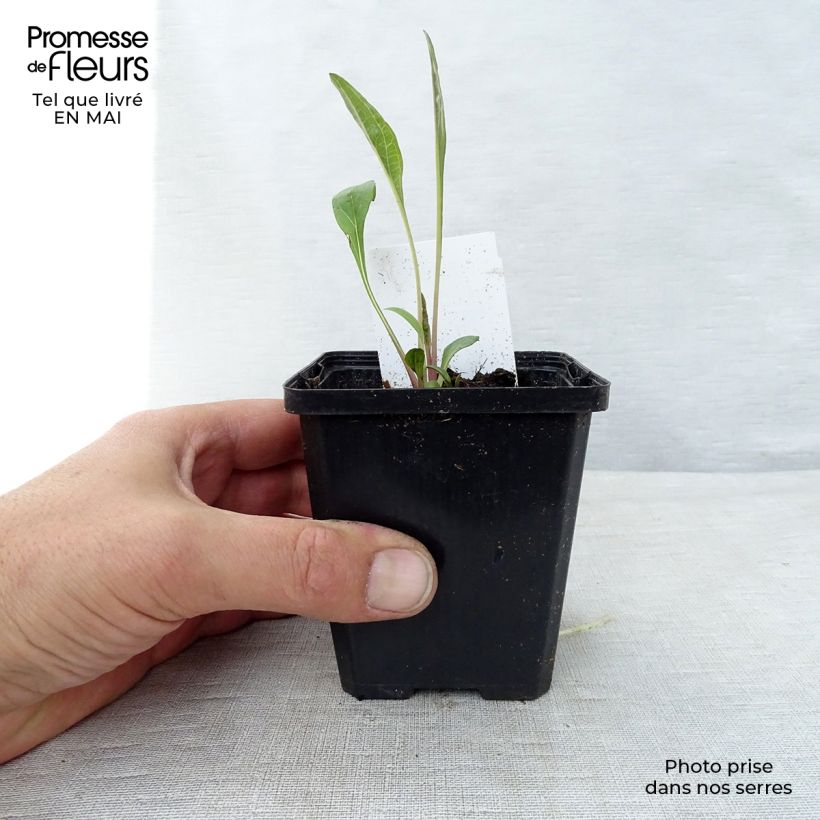 Exemplar von Echinacea purpurea - Purpursonnenhut Kleine Töpfe von 7/8 cm wie im Frühjahr geliefert