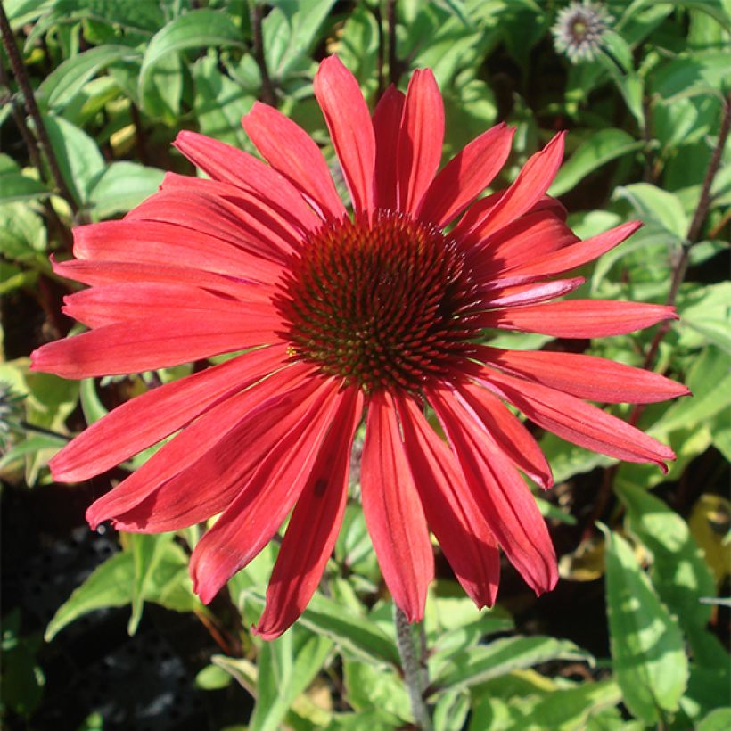 Echinacea purpurea Solar Flare - Sonnenhut (Blüte)