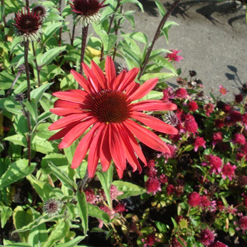 Echinacea purpurea Solar Flare - Sonnenhut (Wuchs)