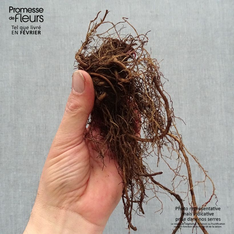 Example of Echinacea purpurea Strawberries and Cream - Sonnenhut Wurzelnackt as you get in hiver