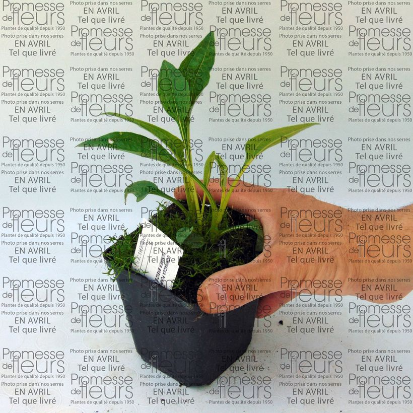 Beispiel eines Exemplars von Echinacea purpurea Summer Breeze - Sonnenhut Kleine Töpfe von 8/9 cm wie geliefert