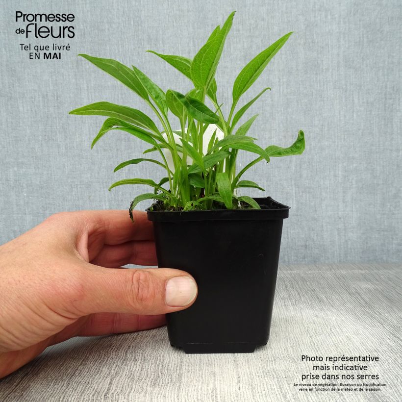 Exemplar von Echinacea purpurea Sunrise - Sonnenhut Kleine Töpfe von 8/9 cm wie im Frühjahr geliefert