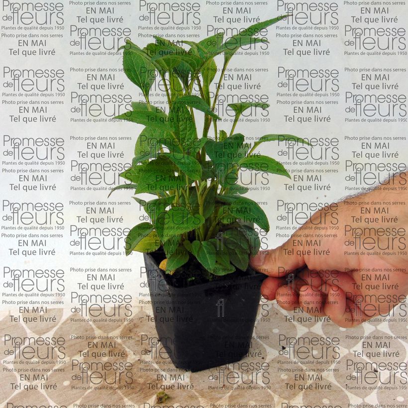 Beispiel eines Exemplars von Echinacea purpurea The King - Sonnenhut Kleine Töpfe von 8/9 cm wie geliefert