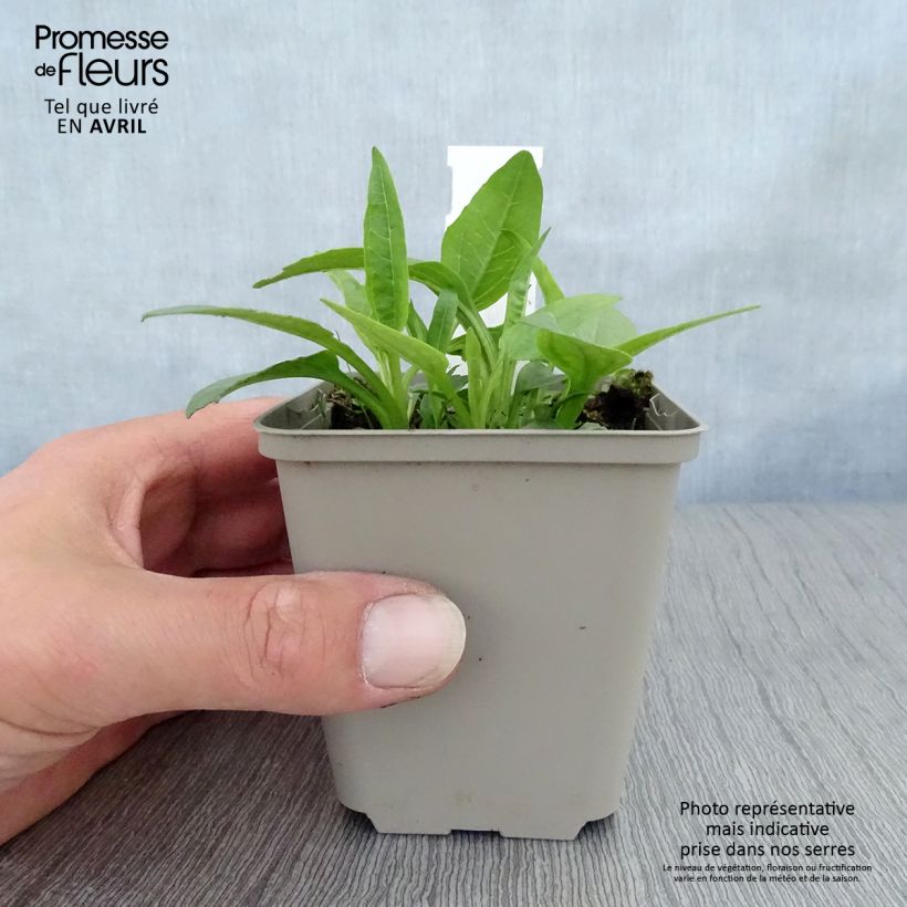 Example of Echinacea purpurea Virgin - Sonnenhut Kleine Töpfe von 8/9 cm as you get in printemps