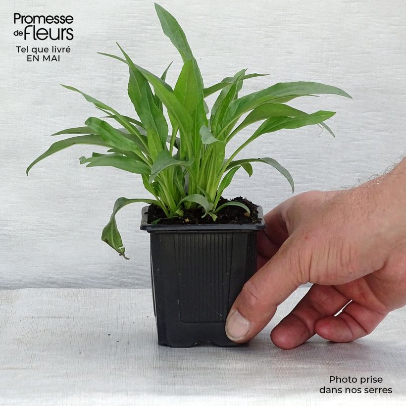 Example of Echinacea purpurea White Meditation - Sonnenhut Kleine Töpfe von 8/9 cm as you get in printemps