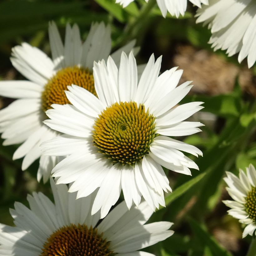 Echinacea purpurea White Meditation - Sonnenhut (Flowering)
