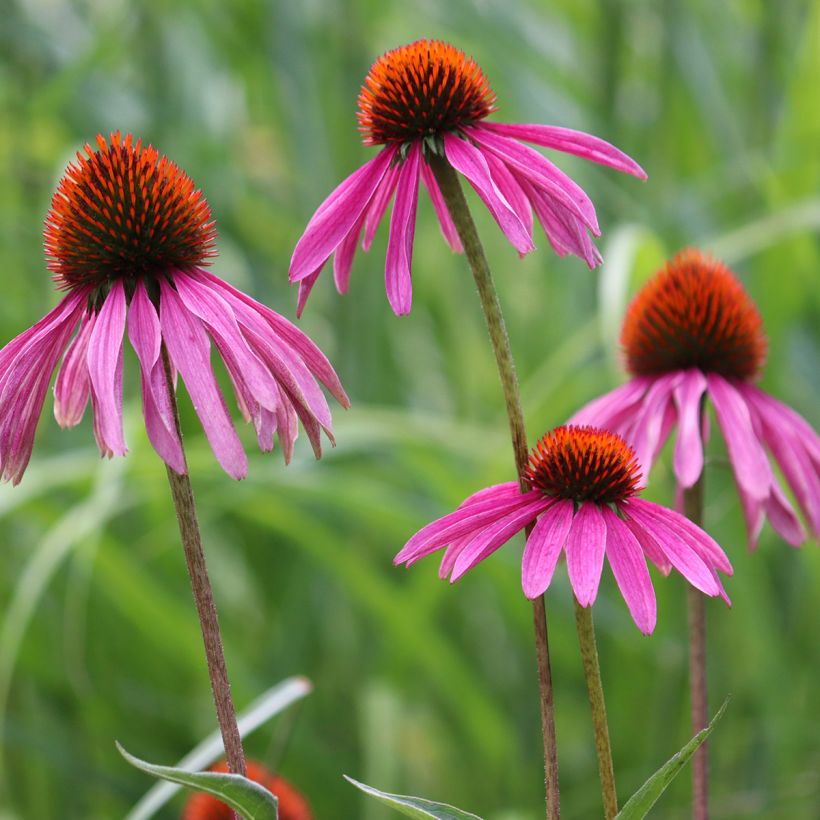 Echinacea purpurea (BIO Samen) - Sonnenhut (Blüte)