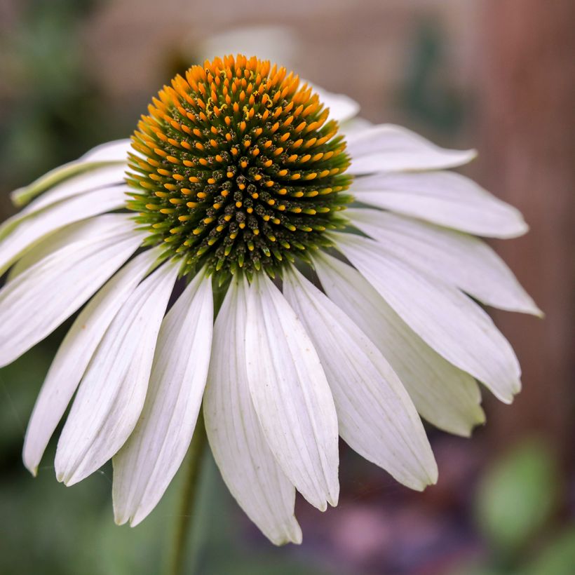 Echinacea purpurea White Swan (BIO Samen) - Sonnenhut (Blüte)
