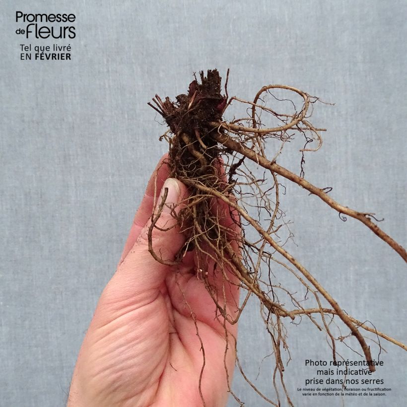 Exemplar von Echinacea purpurea Sombrero Baja Burgundy - Sonnenhut Wurzelnackt wie im Winter geliefert