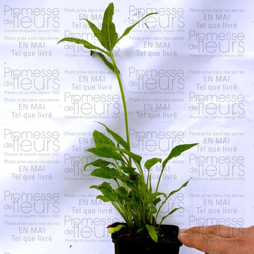 Beispiel eines Exemplars von Echinacea purpurea Coconut Lime - Sonnenhut Kleine Töpfe von 8/9 cm wie geliefert