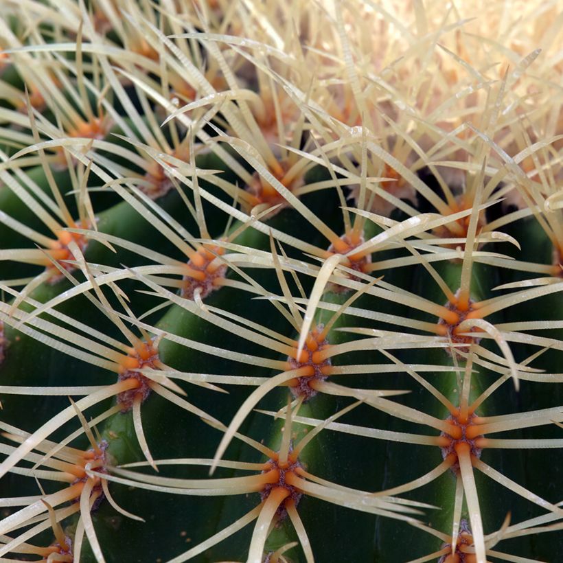 Echinocactus grusonii (Foliage)