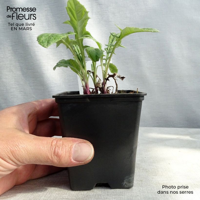 Example of Banater Kugeldistel Blue Globe - Echinops bannaticus Kleine Töpfe von 8/9 cm as you get in printemps