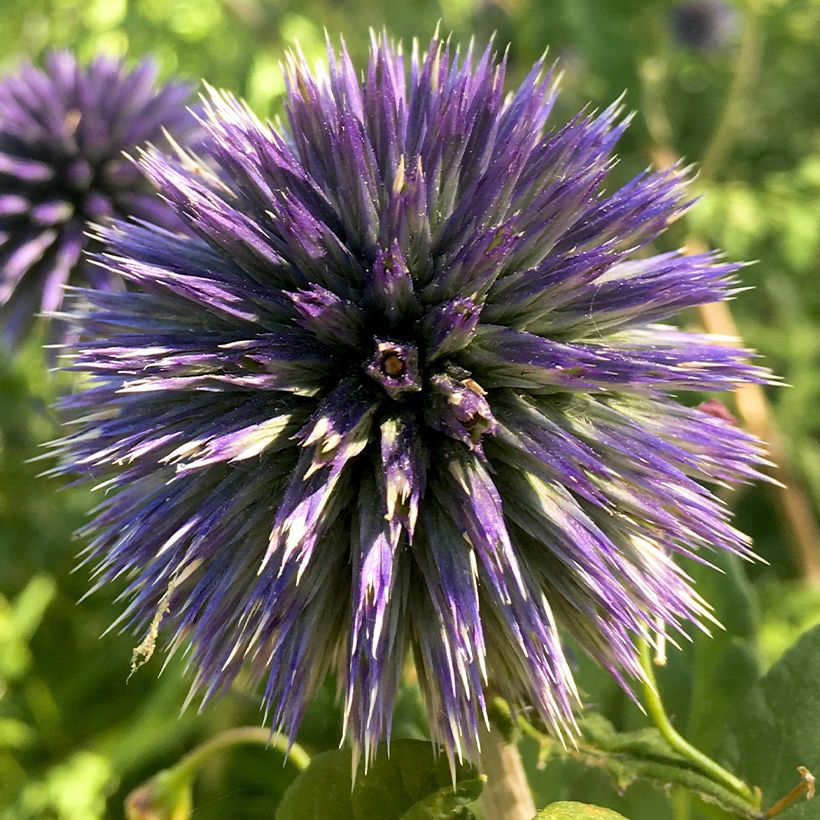 Banater Kugeldistel Blue Glow - Echinops bannaticus (Blüte)