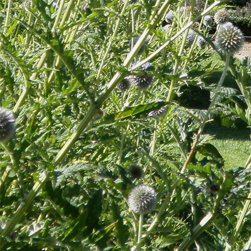 Banater Kugeldistel Star Frost - Echinops bannaticus (Foliage)