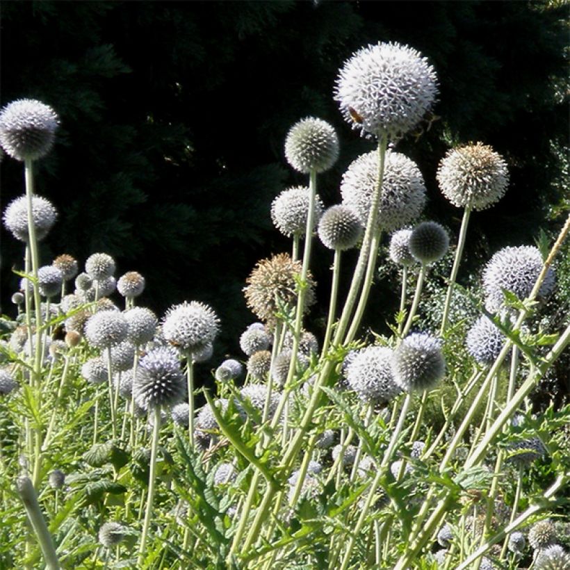 Banater Kugeldistel Star Frost - Echinops bannaticus (Flowering)