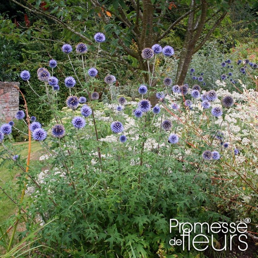 Banater Kugeldistel Taplow Blue - Echinops bannaticus (Wuchs)