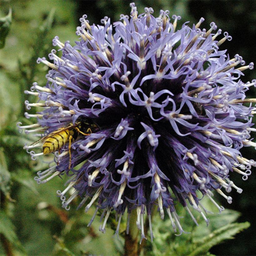 Banater Kugeldistel Blue Globe - Echinops bannaticus (Flowering)